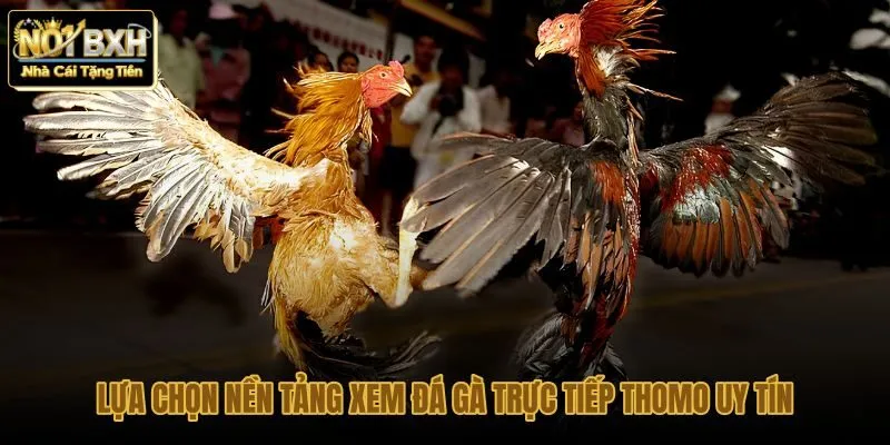 lua-chon-nen-tang-xem-da-ga-truc-tiep-thomo-uy-tin lua-chon-nen-tang-xem-da-ga-truc-tiep-thomo-uy-tin